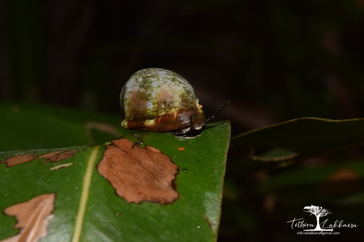 8 Marine Snails